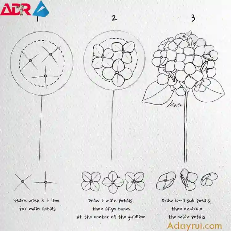 Vẽ Hoa Cẩm Tú Cầu Cực Đẹp Và Đơn Giản 4 Kỹ thuật dựng hình hoa cẩm tú cầu từ các vòng tròn đơn giản đến chi tiết.
