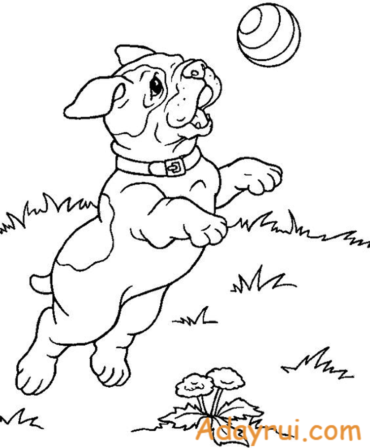 tranh to mau con cho dep Adayrui 1 1