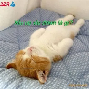 Xỉu up xỉu down là gì