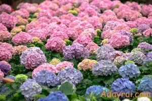 Tổng hợp các loài hoa cẩm tú cầu trên thế giới được nhiều người biết đến