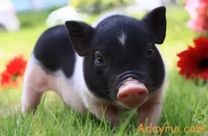 Heo là con gì? Những điều thú vị về loài vật đáng yêu này 66 Heo là con gì mà nhiều bạn nhỏ chưa biết nhỉ