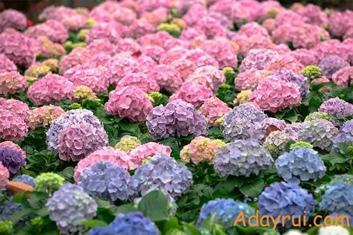 Vườn hoa cẩm tú cầu rực rỡ với nhiều màu sắc như tím, hồng, xanh, tạo nên không gian mộng mơ.