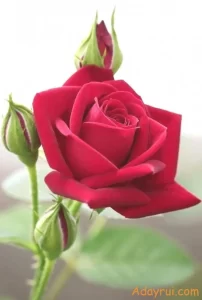 Ý Nghĩa Hoa Hồng Đỏ – Biểu Tượng Vĩnh Cửu Của Tình Yêu Và Đam Mê 42 Bông hoa hồng đỏ nở rộ nổi bật giữa những nụ hoa non xanh mướt.