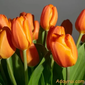 Ý Nghĩa Hoa Tulip Cam – Thông Điệp Của Nhiệt Huyết Và Sự Ấm Áp 52 Những bông tulip cam tươi tắn khoe sắc – biểu tượng của sự đam mê và nguồn năng lượng tích cực.
