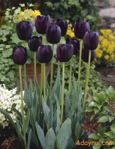 Ý Nghĩa Hoa Tulip Đen – Vẻ Đẹp Của Sự Quyền Lực Và Bí Ẩn 54 Những bông hoa tulip đen nổi bật giữa khu vườn sắc màu – biểu tượng cho tình cảm thầm lặng và sâu sắc.