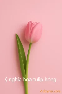Ý Nghĩa Hoa Tulip Hồng – Dịu Dàng Như Một Lời Tỏ Tình 62 Một bông tulip hồng đơn độc nổi bật trên nền hồng nhạt, biểu trưng cho sự nhẹ nhàng và tinh khôi.