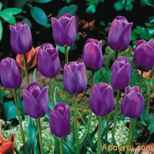 Ý Nghĩa Hoa Tulip – Phân Tích Ý Nghĩa Theo Từng Màu Hoa 50 Vườn tulip tím rực rỡ, gợi cảm giác cao quý và bí ẩn.