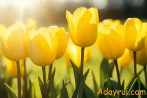 Ý Nghĩa Hoa Tulip Vàng – Nụ Cười Tươi Sáng Của Tình Bạn 56 Ánh nắng rực rỡ chiếu qua hoa tulip vàng – biểu tượng của niềm vui và lạc quan.