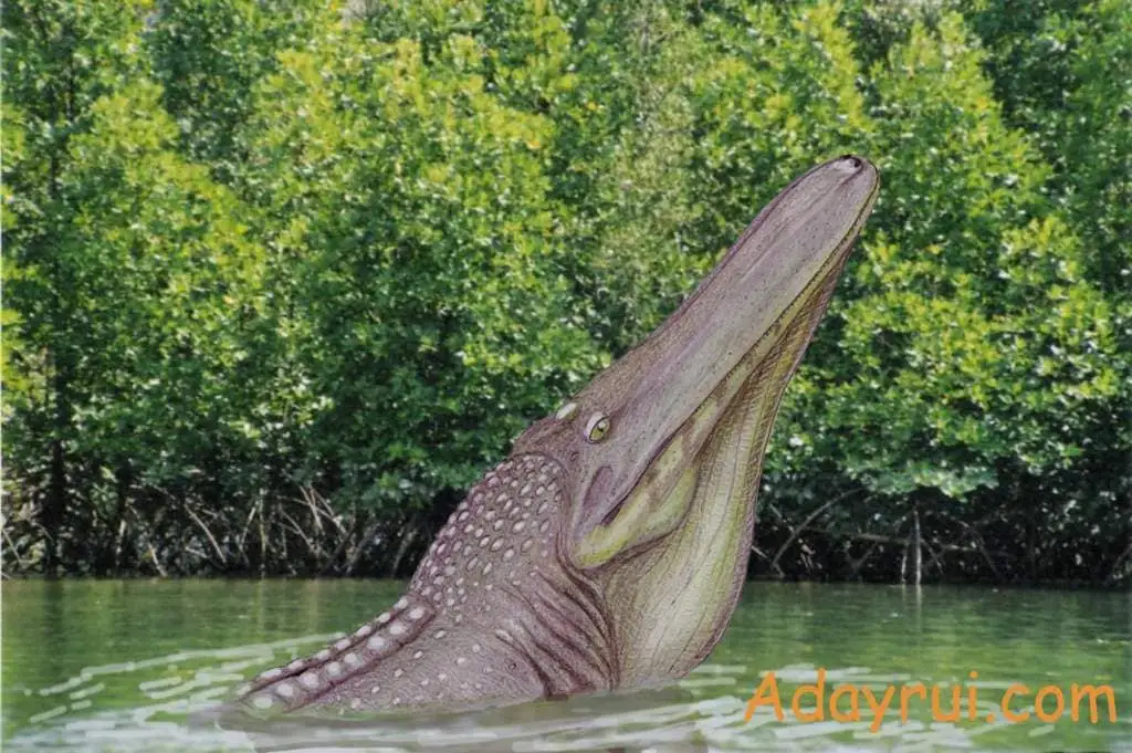 Mourasuchus có chiếc miệng rất đặc biệt so với các loài cá sấu còn lại