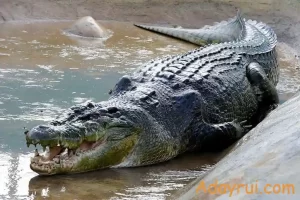 Cá Sấu Sông Nile: Sát Thủ Đầm Lầy Đáng Gờm Của Châu Phi 16 Cá sấu sông Nile khổng lồ đang nằm nghỉ bên hồ cạn với lớp da vảy dày chắc khỏe.