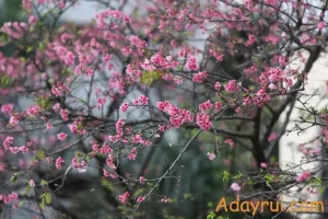 Hoa Anh Đào Ở Hà Nội – Khi Sắc Xuân Nhật Bản Ghé Thăm Thủ Đô 20 Cận cảnh cành hoa anh đào tại Hà Nội, nở rực giữa tiết trời giao mùa, mang lại cảm giác nhẹ nhàng, thanh mát.