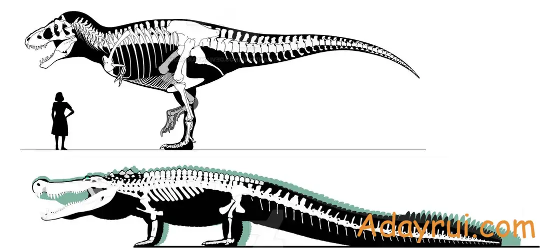 Biểu đồ so sánh bộ xương cá sấu cổ đại với khủng long Tyrannosaurus.