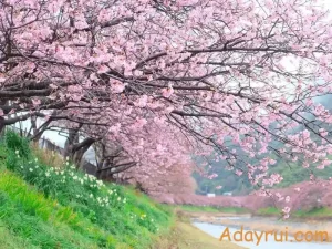 Ý Nghĩa Hoa Anh Đào – Biểu Tượng Mong Manh Và Cao Đẹp Của Cuộc Sống 24 Con đường phủ đầy hoa anh đào hồng, gợi lên ý nghĩa sâu sắc về tình yêu và khoảnh khắc hiện tại.