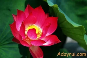 Ý Nghĩa Hoa Sen Đỏ – Khát Vọng Mạnh Mẽ Và Tình Yêu Cao Cả 30 Bông sen đỏ rực rỡ hé nở giữa tán lá xanh, biểu tượng của nghị lực và sự sống mạnh mẽ.