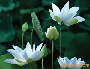 Ý Nghĩa Hoa Sen: Tổng Hợp Ý Nghĩa Theo Từng Màu Hoa 72 Cụm hoa sen trắng trong khung cảnh thanh tịnh – thể hiện vẻ đẹp thuần khiết và tâm linh sâu sắc.