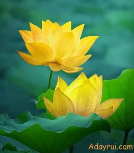 Ý Nghĩa Hoa Sen Vàng – Biểu Tượng Của Hạnh Phúc, Thành Tựu Và Trí Tuệ Sáng Suốt 32 Đôi hoa sen vàng rực rỡ nở giữa lá xanh, biểu tượng cho thành công và trí tuệ tỏa sáng.